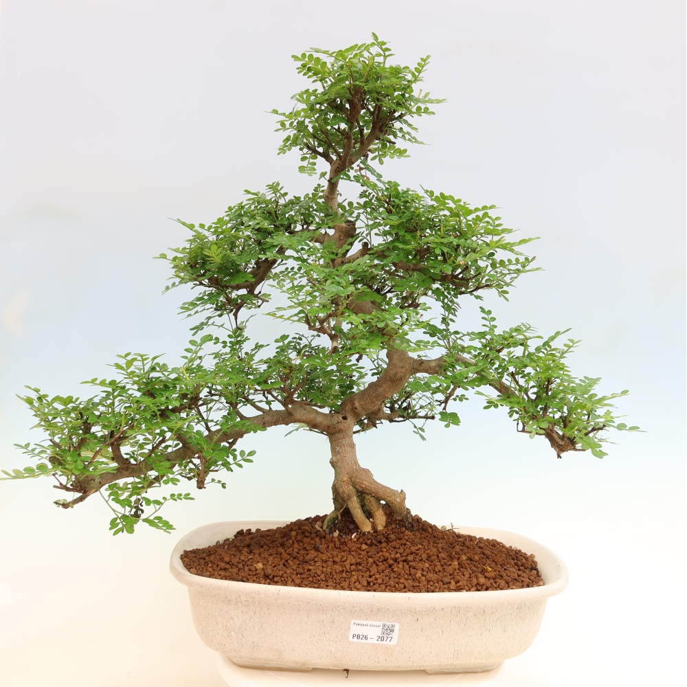 Camera bonsai - Zantoxylum piperitum - albero del pepe