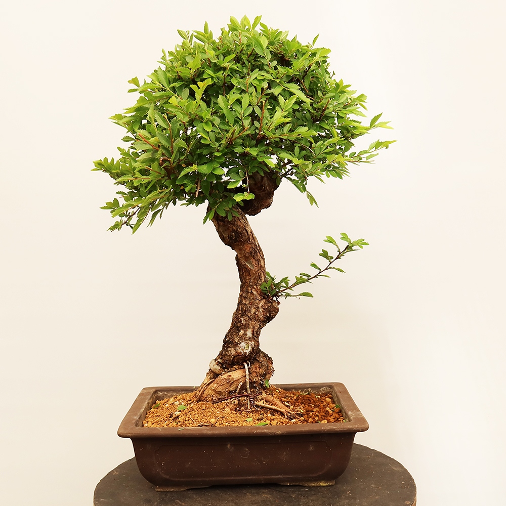 Bonsai da esterno - Zelkova - Zelkova NIRE