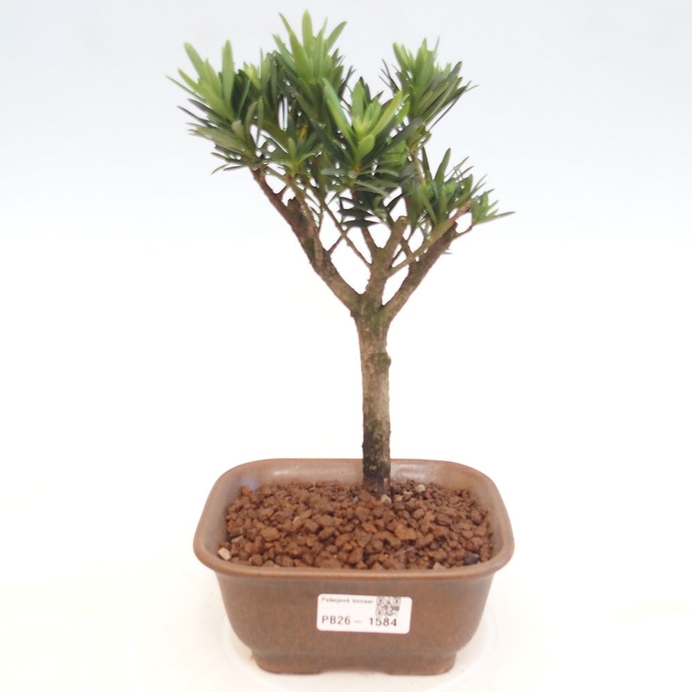 Camera bonsai - Podocarpus - Tasso delle pietre