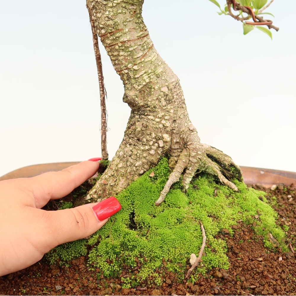 Camera bonsai - Ficus kimmen - ficus a foglie piccole