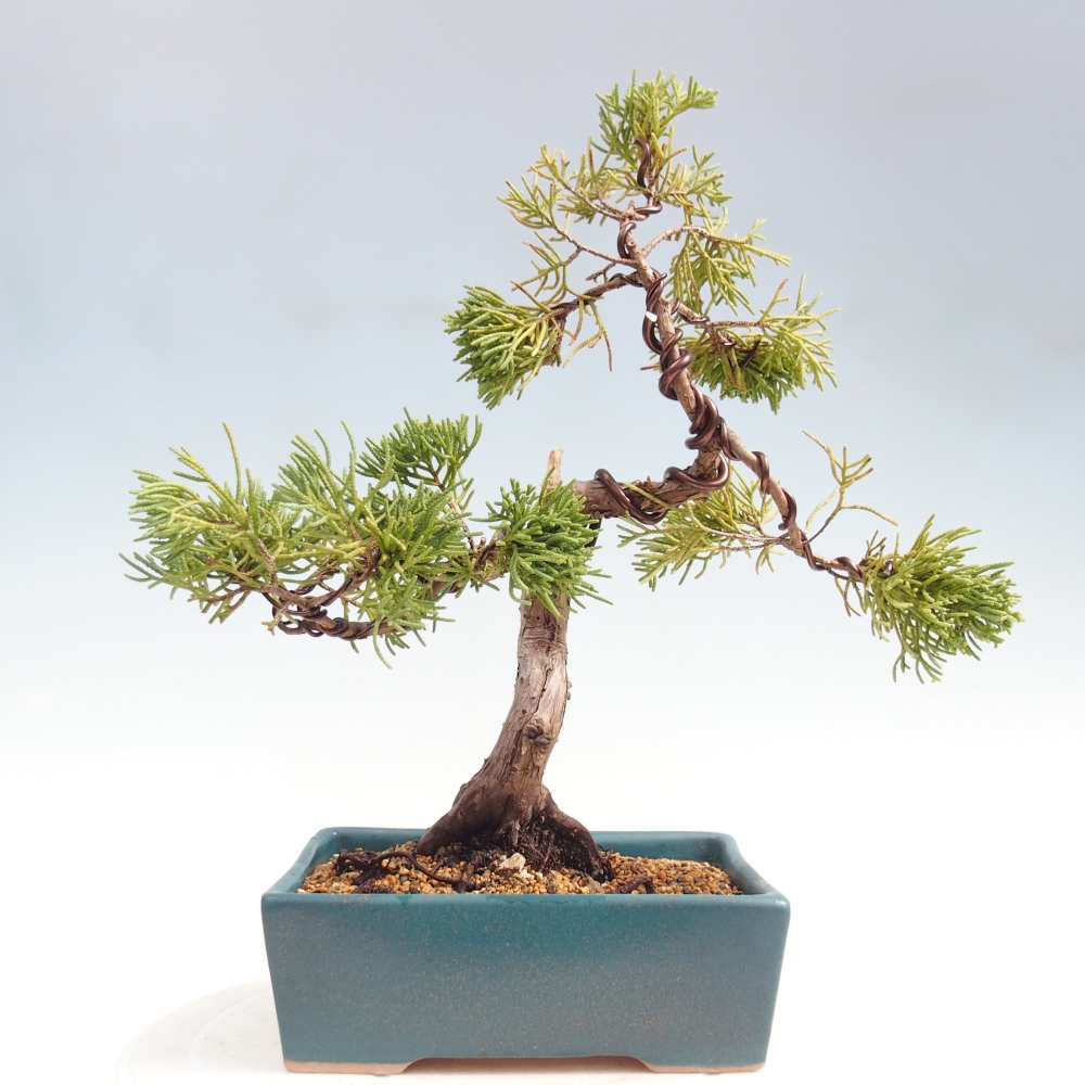Bonsai da esterno - Juniperus chinensis Kishu