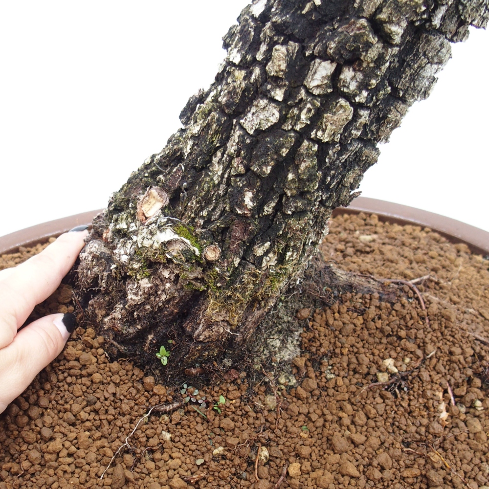 Yamadori - Quercus Ilex - Agrifoglio di quercia