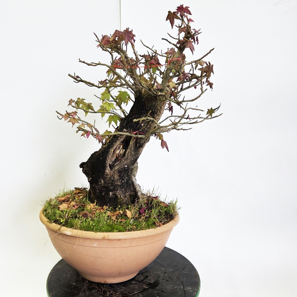 Bonsai da esterno - Ambrogio occidentale - Liquidambar styraciflua