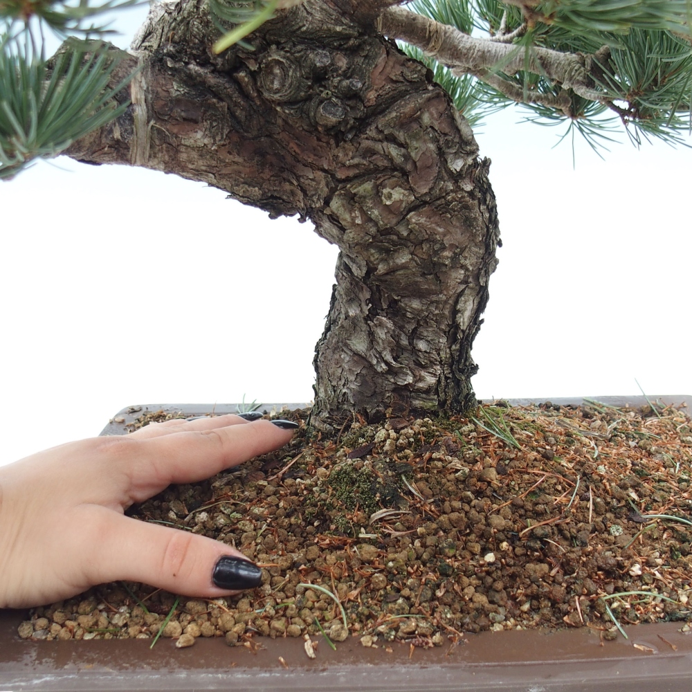 Bonsai da esterno - Pinus parviflora - Pinus parviflora