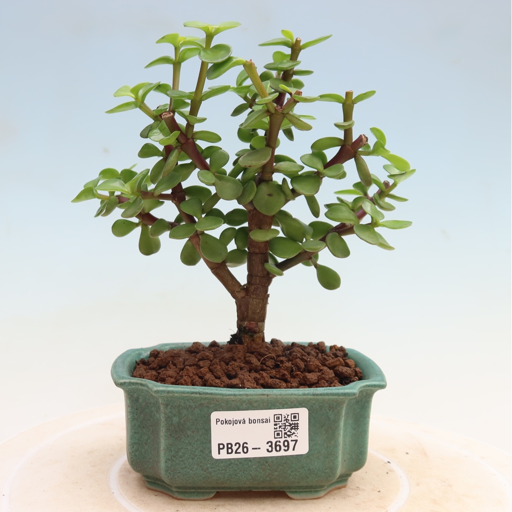 Camera bonsai - Portulakaria Afra - Tlustice