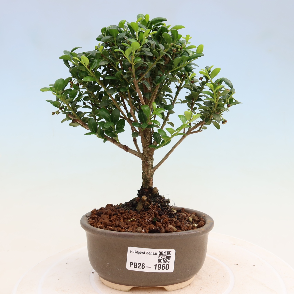 Camera bonsai - Ilex crenata - Agrifoglio