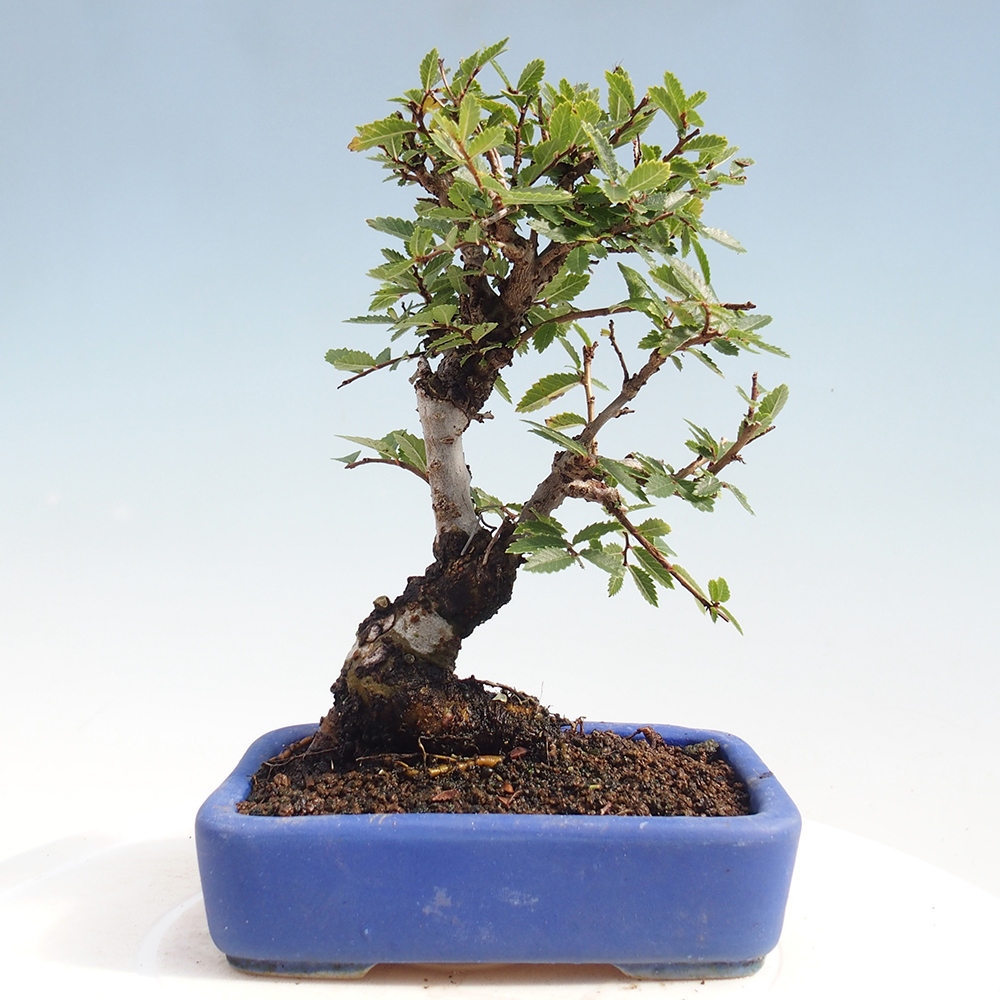 Bonsai da esterno - Zelkova - Zelkova NIRE