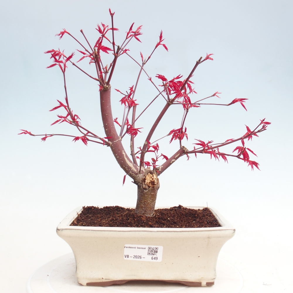 Bonsai da esterno - Acer palmatum DESHOJO