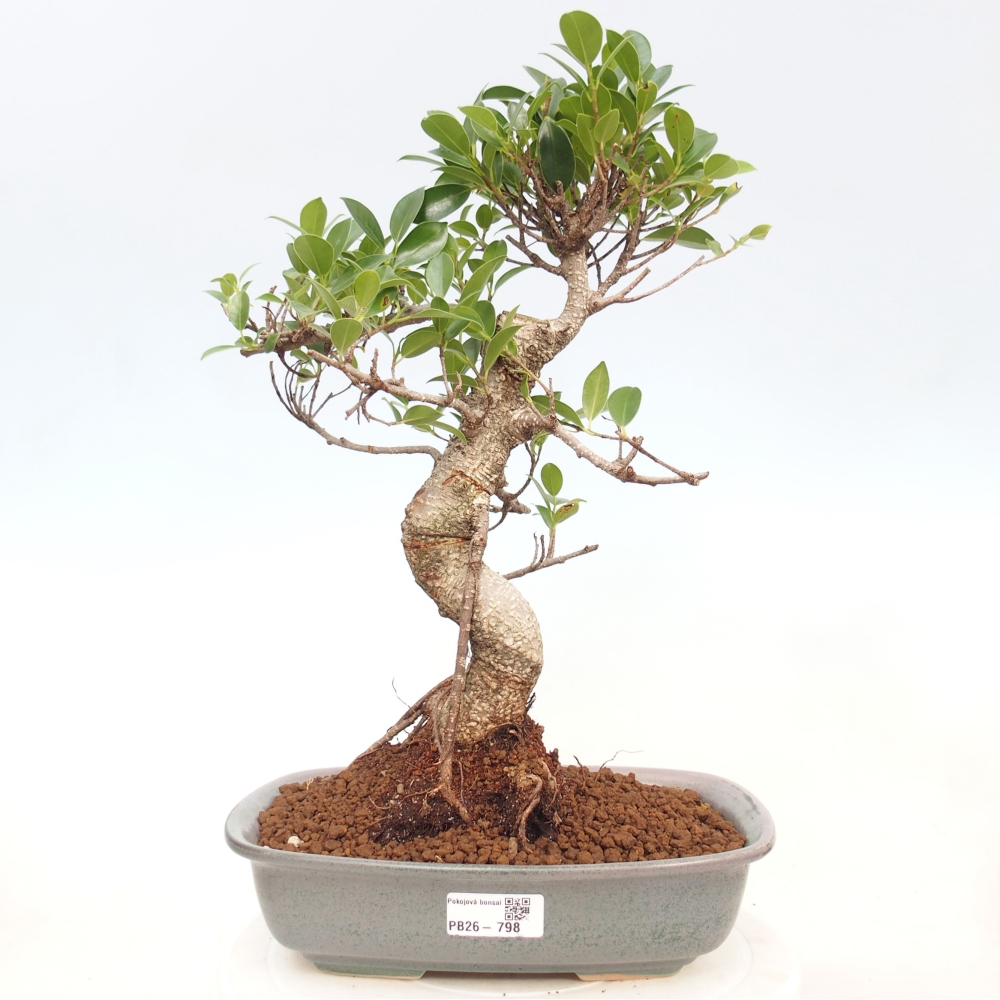Camera bonsai - Ficus kimmen - ficus a foglie piccole