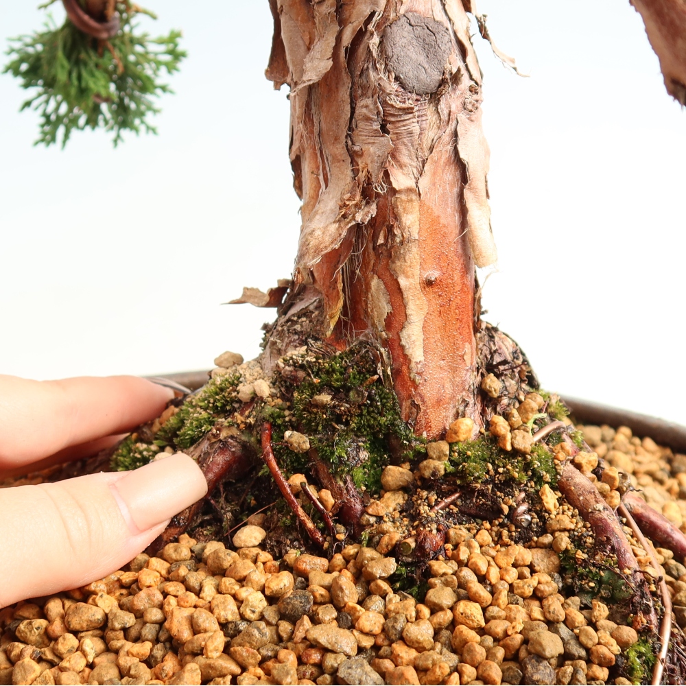 Bonsai da esterno - Juniperus chinensis Kishu