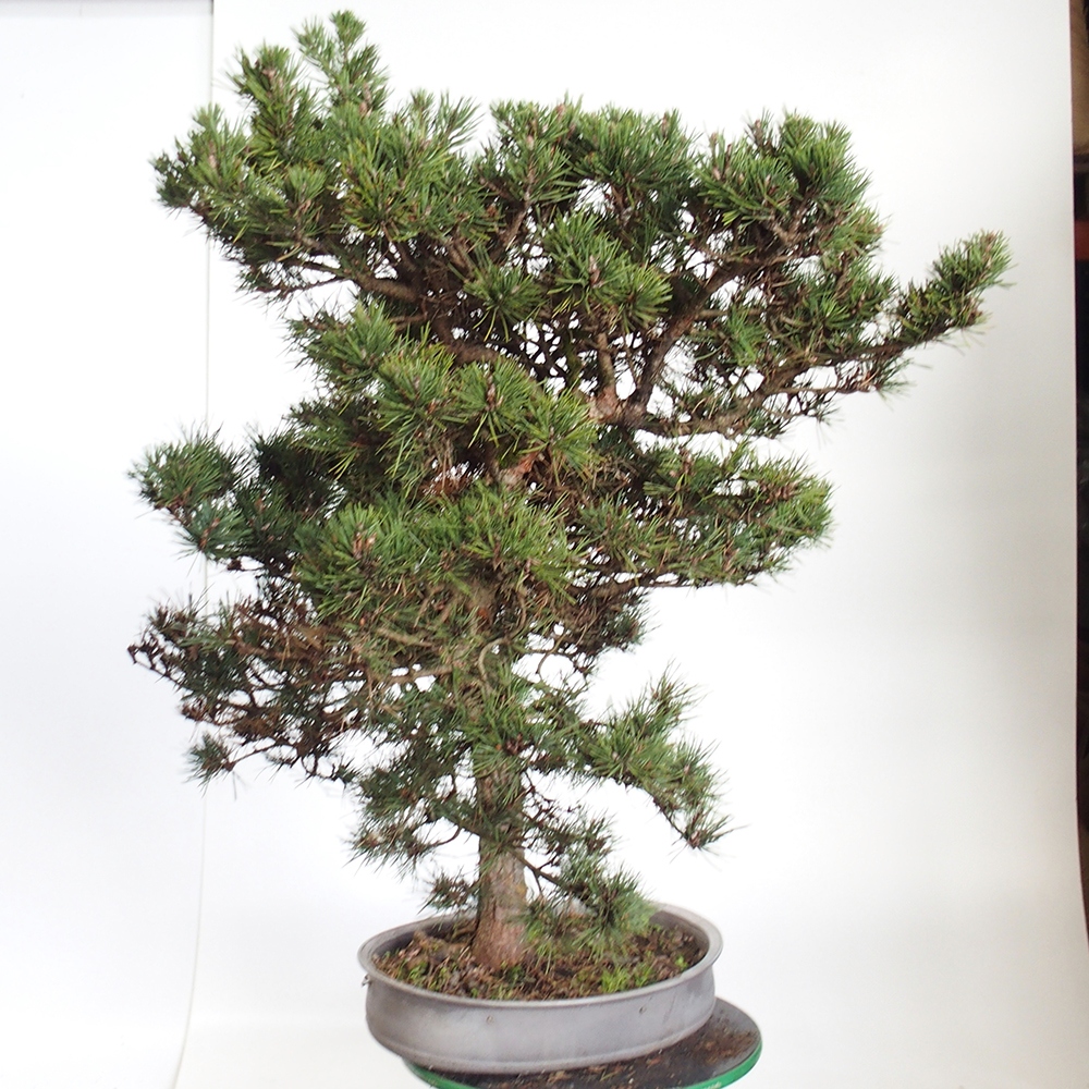 Yamadori - Pinus sylvestris Spagna