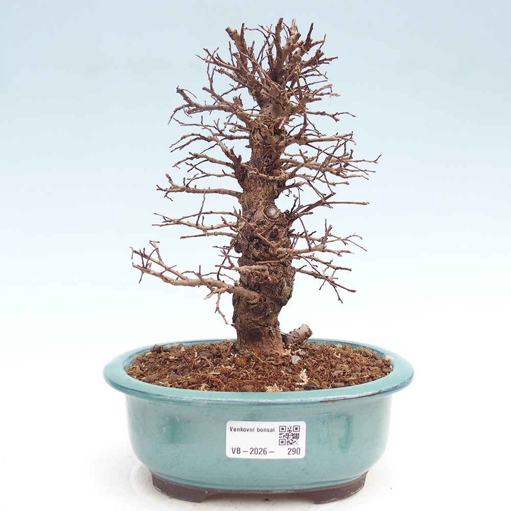 Bonsai da esterno - Zelkova - Zelkova NIRE