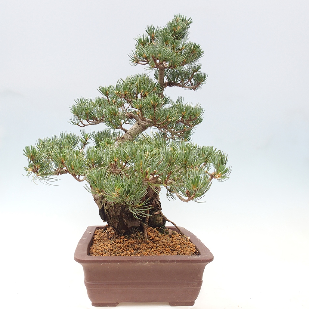 Bonsai da esterno - Pinus parviflora - Pinus parviflora
