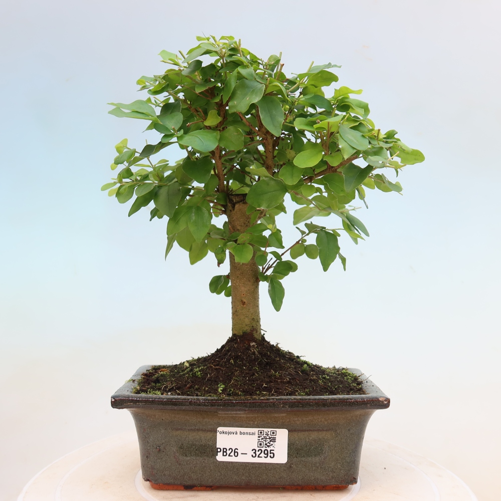 Camera bonsai -Ligustrum chinensis - Becco d'uccello