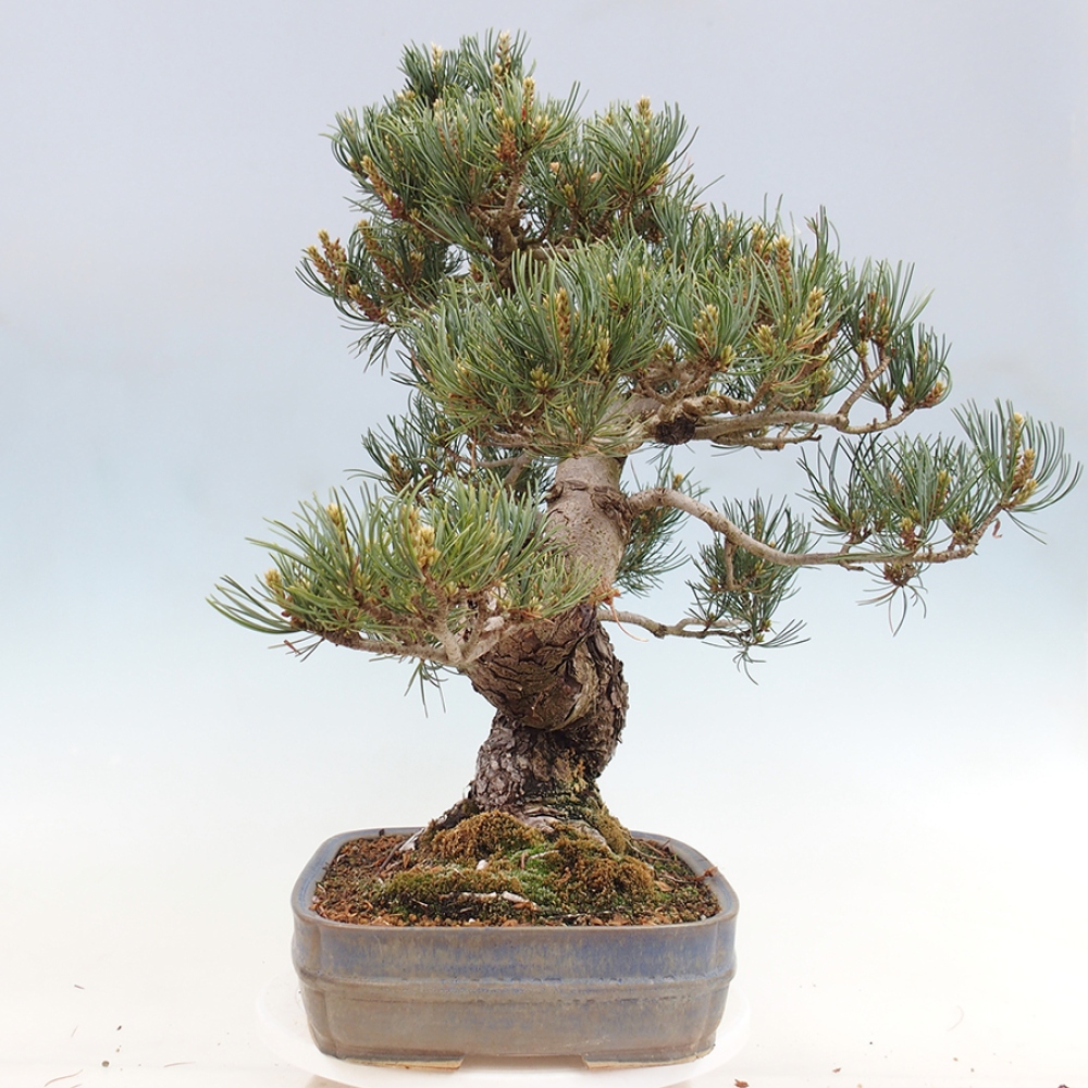 Bonsai da esterno - Pinus parviflora - Pinus parviflora