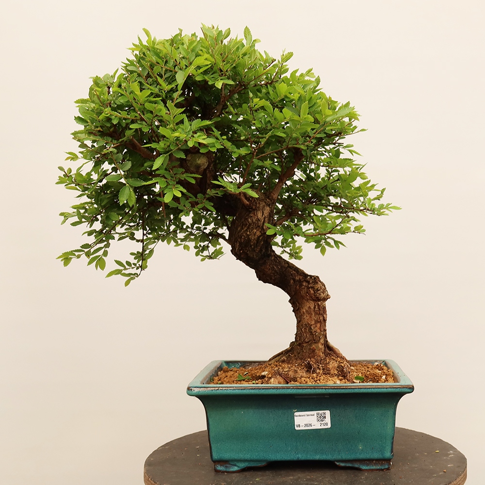 Bonsai da esterno - Zelkova - Zelkova NIRE