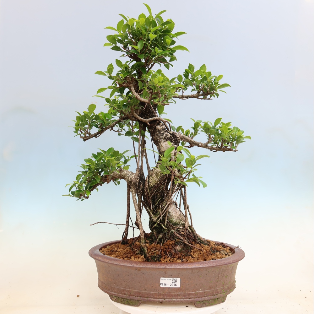 Camera bonsai - Ficus kimmen - ficus a foglie piccole