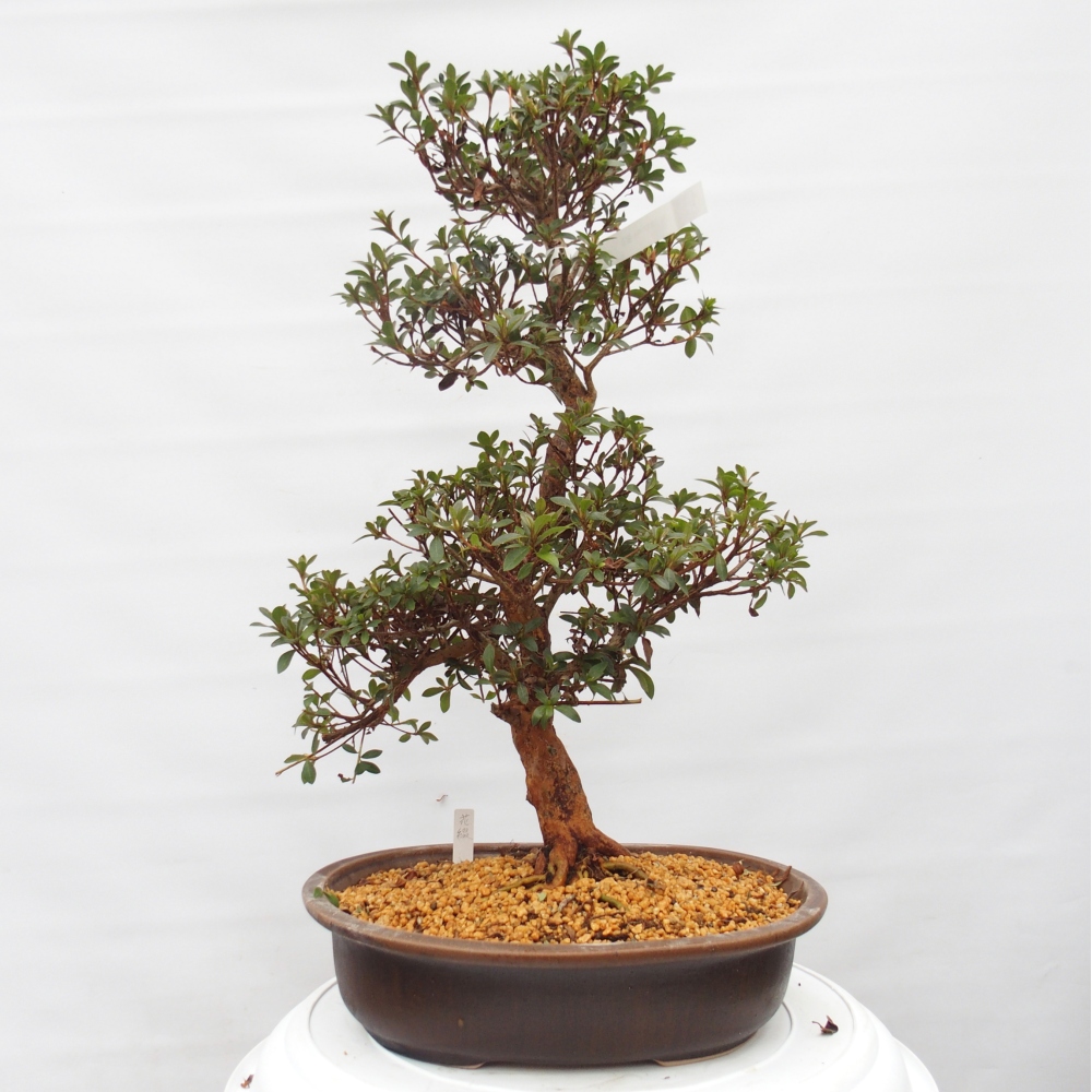 Bonsai da esterno - Azalea giapponese - Azalea Hanatsuzuri