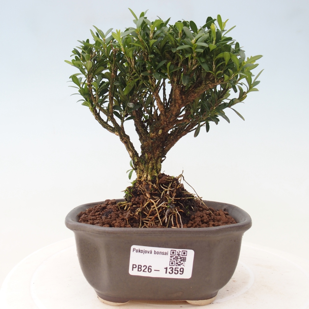 Camera bonsai - Buxus harlandii - buxus da sughero