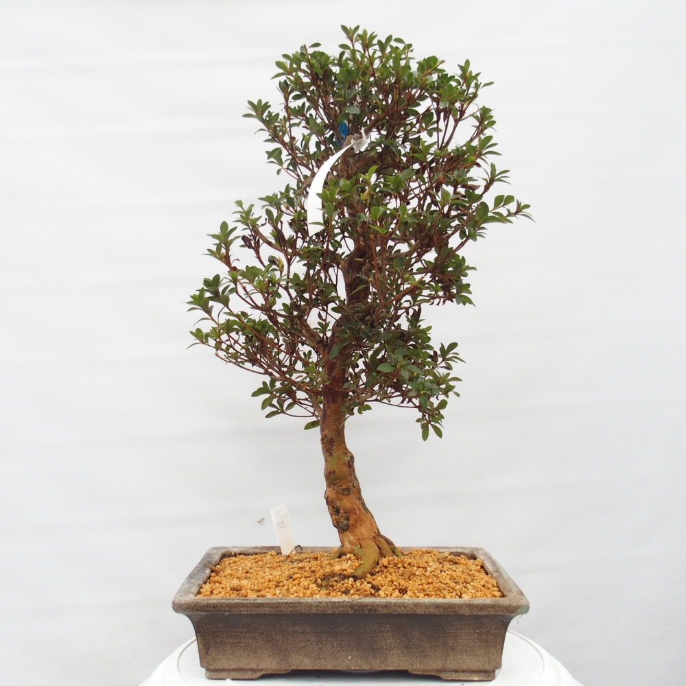 Bonsai da esterno - Azalea giapponese - Azalea Hanatsuzuri