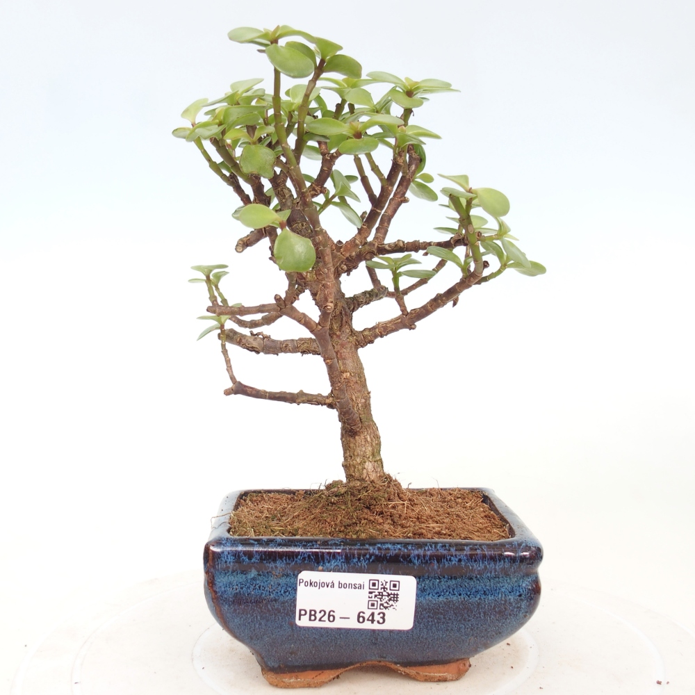 Camera bonsai - Portulakaria Afra - Tlustice