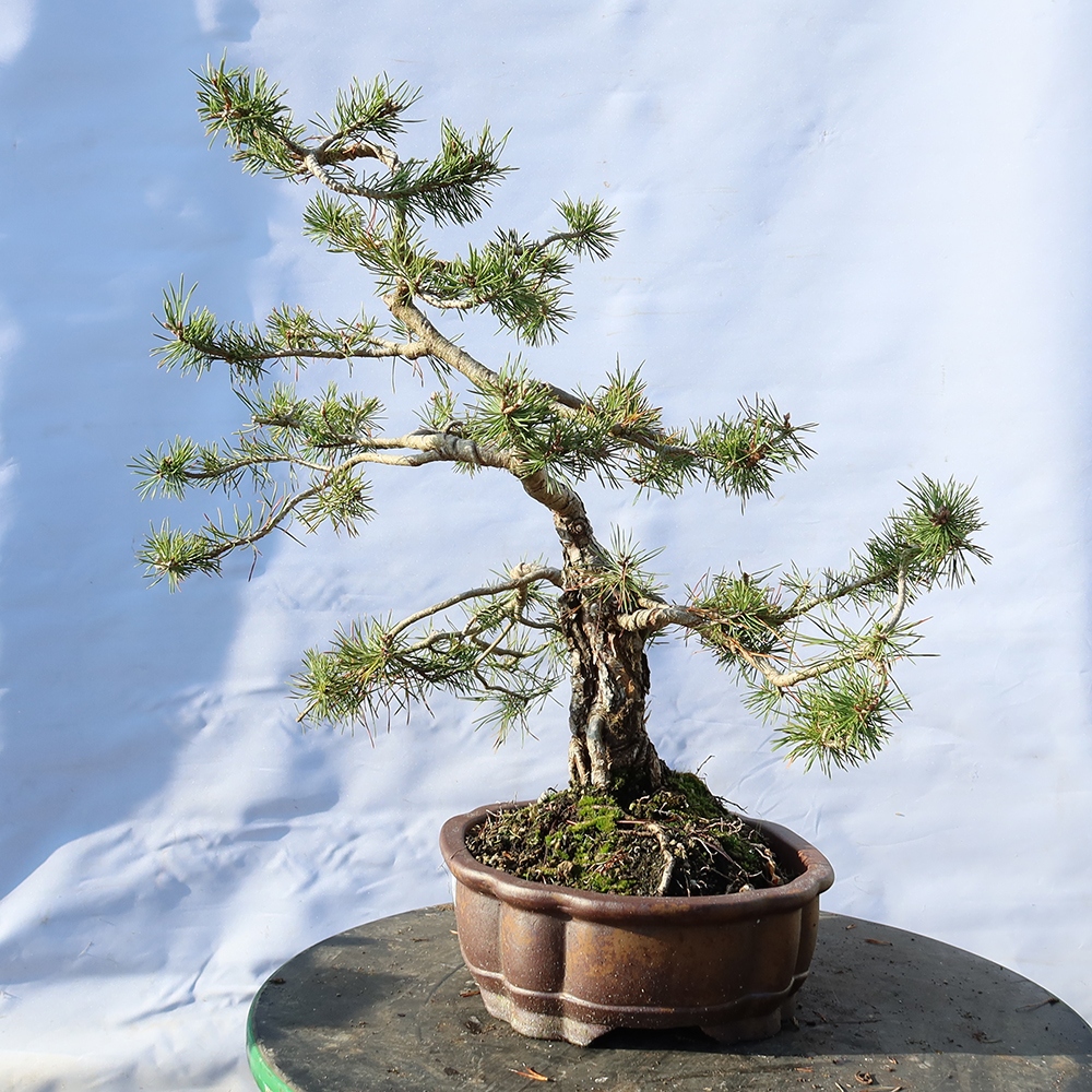 Pinus sylvestris Spagna - pino silvestre
