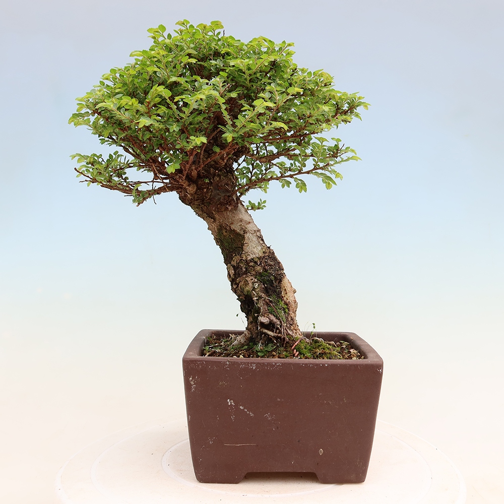 Bonsai da esterno - Ulmus parvifolia Sagei - Olmo a foglie piccole
