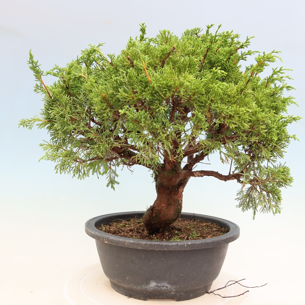 Bonsai da esterno - Juniperus chinensis Itoigawa-Juniperus chinensis
