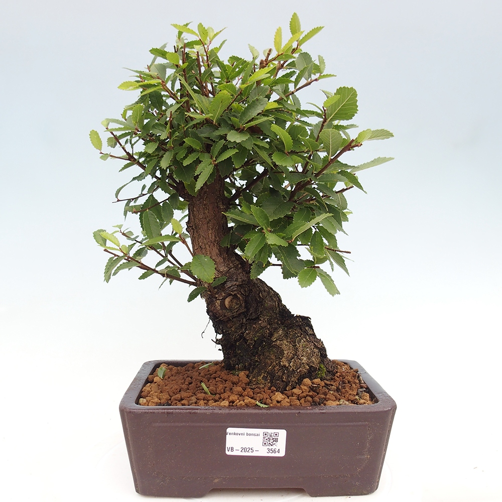 Bonsai da esterno - Zelkova - Zelkova NIRE