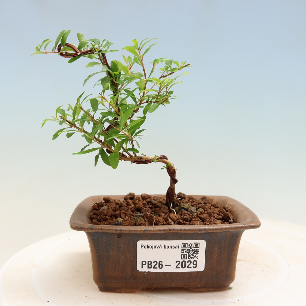 Camera bonsai-PUNICA granatum nana-Mela granata
