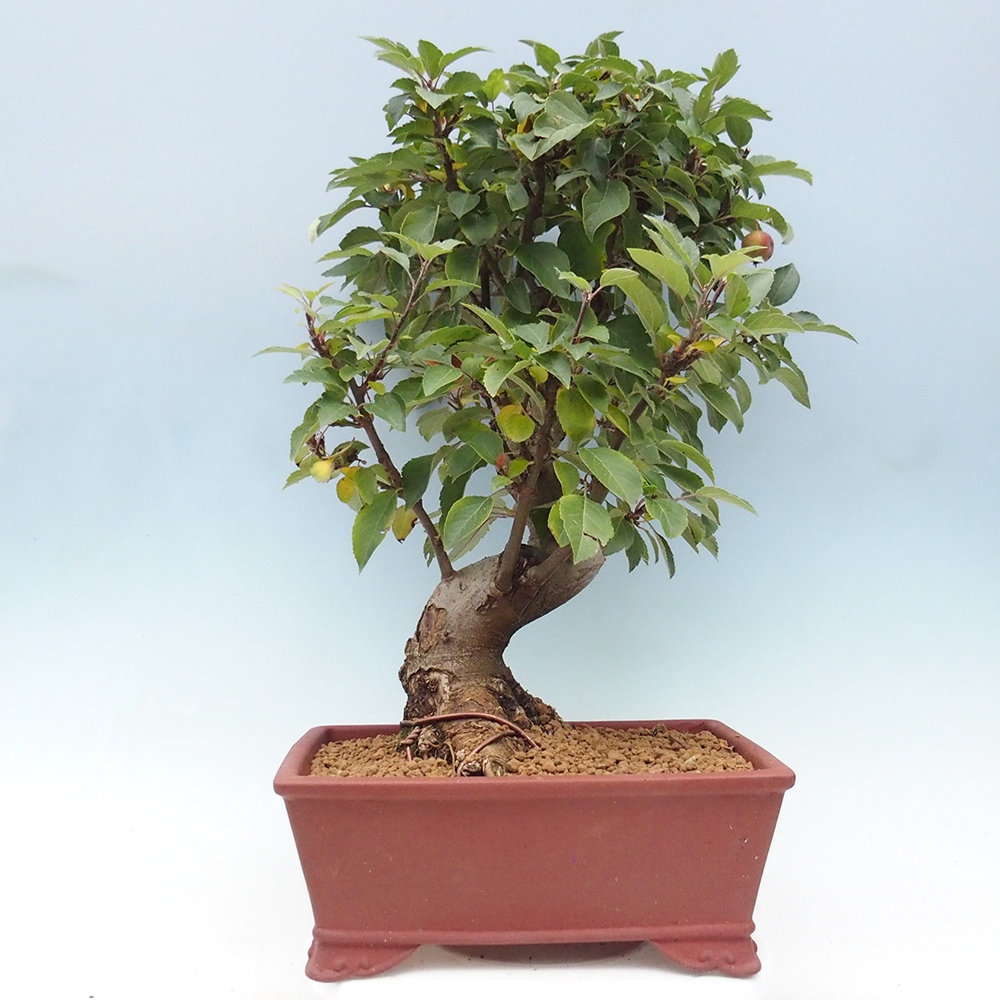 Bonsai da esterno -Malus halliana - Melo a frutto piccolo