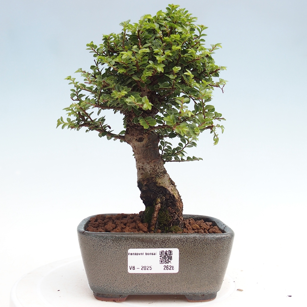 Bonsai da esterno - Ulmus parvifolia Hokkaido - Olmo cinese