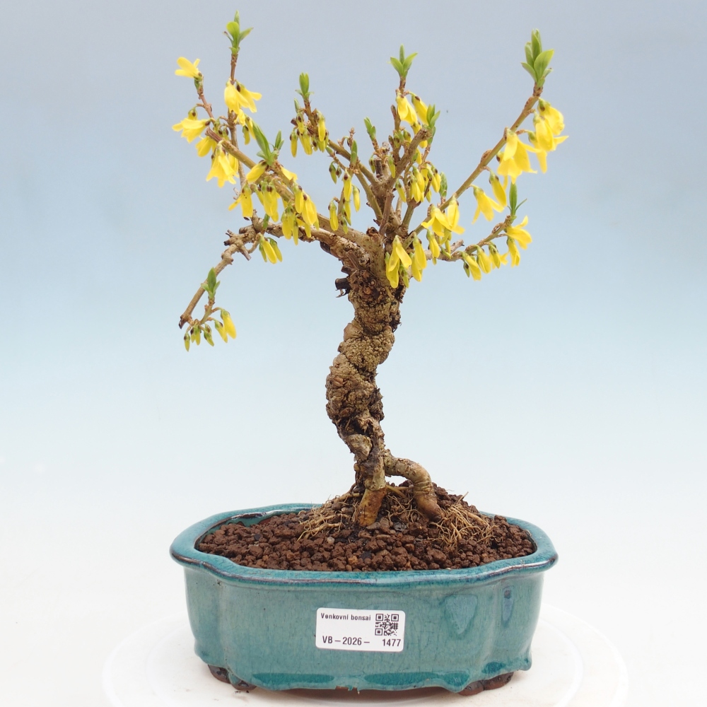 Bonsai da esterno - Zlatice - Forsythia koreana