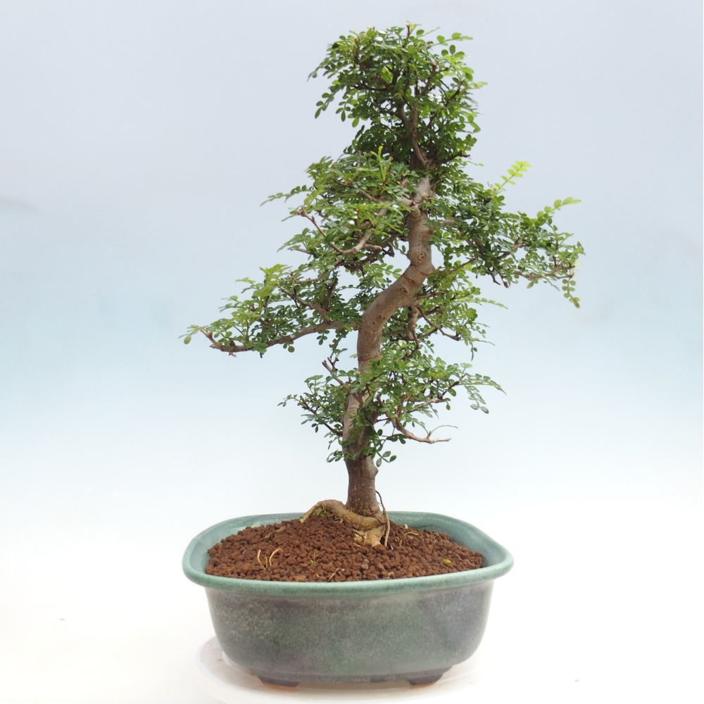 Camera bonsai - Zantoxylum piperitum - albero del pepe