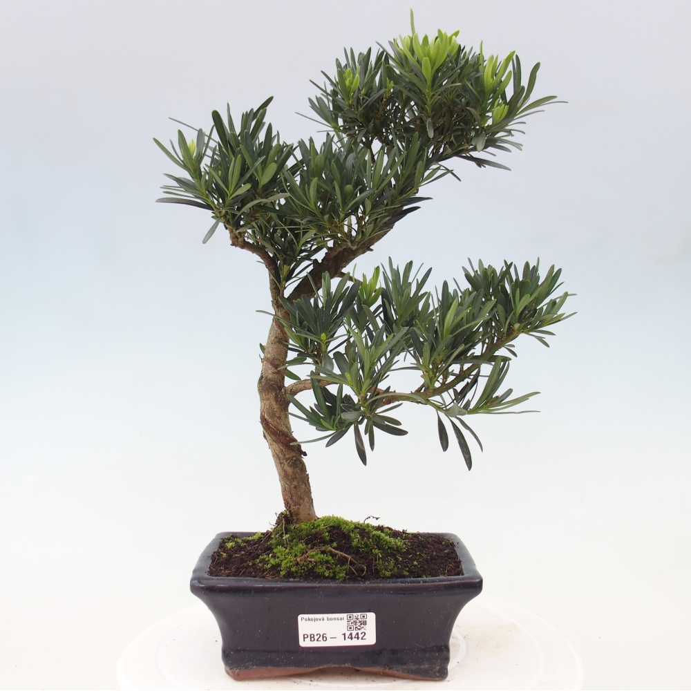 Camera bonsai - Podocarpus - Tasso delle pietre