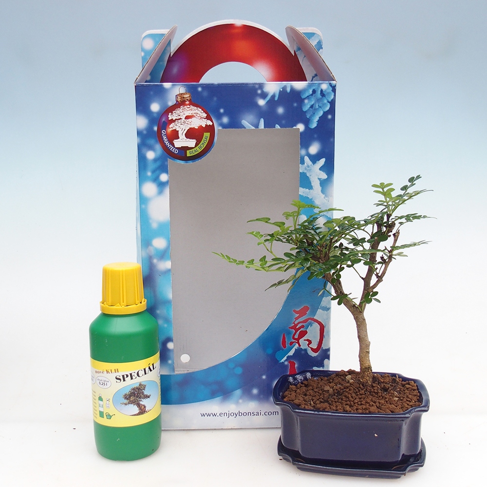 Bonsai da camera in confezione regalo Zantoxylum piperitum - Albero del pepe