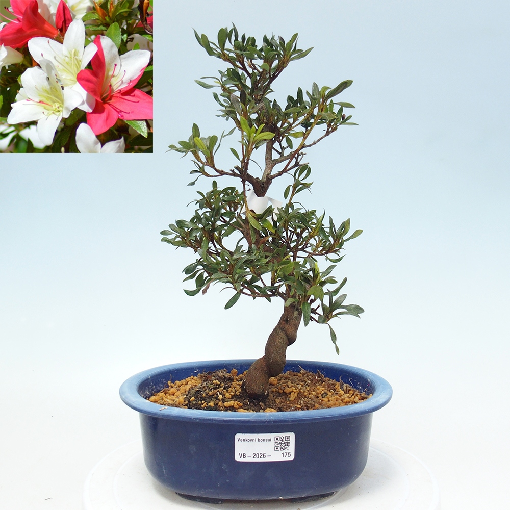 Bonsai da esterno - Azalea giapponese - Azalea CHIHIRO