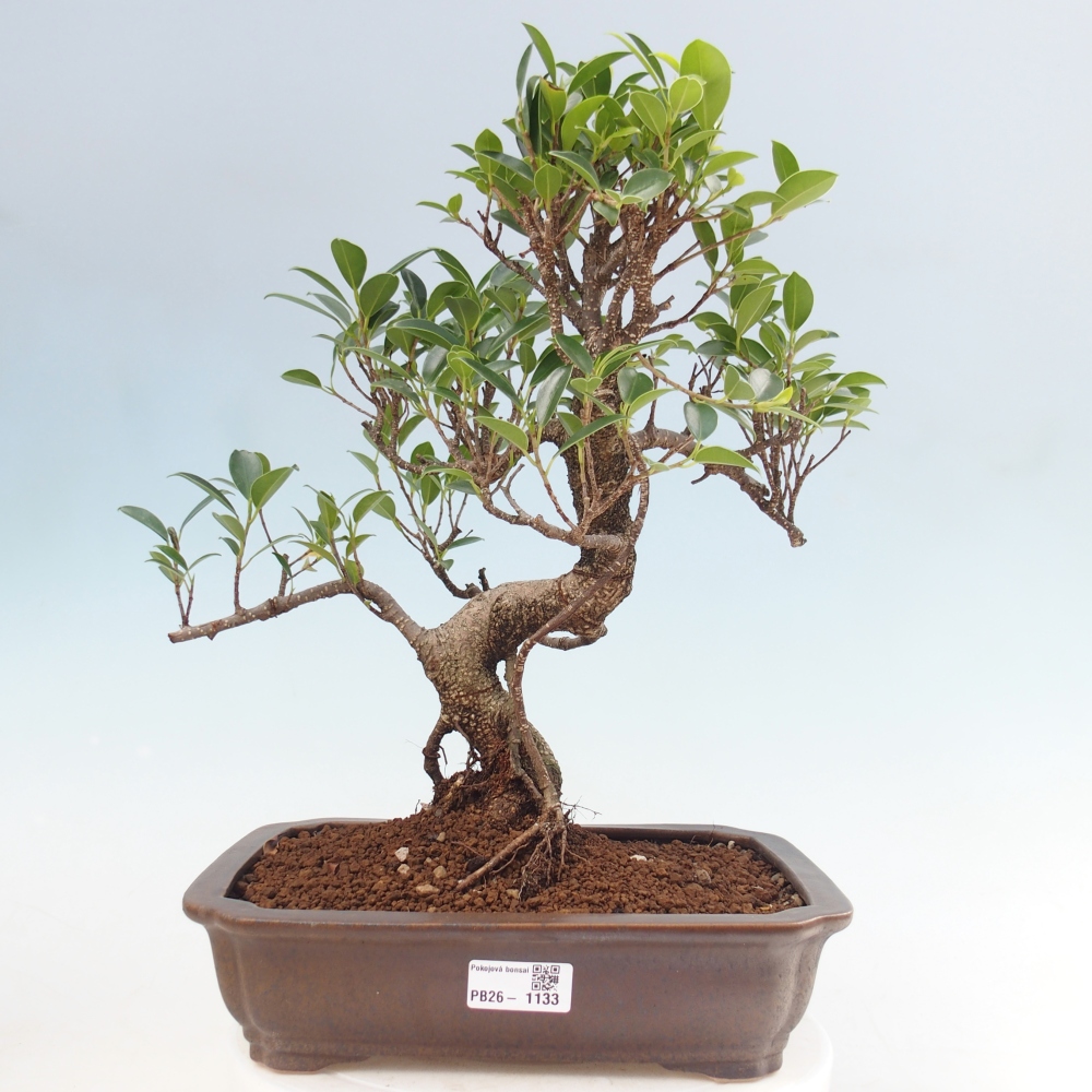 Camera bonsai - Ficus kimmen - ficus a foglie piccole