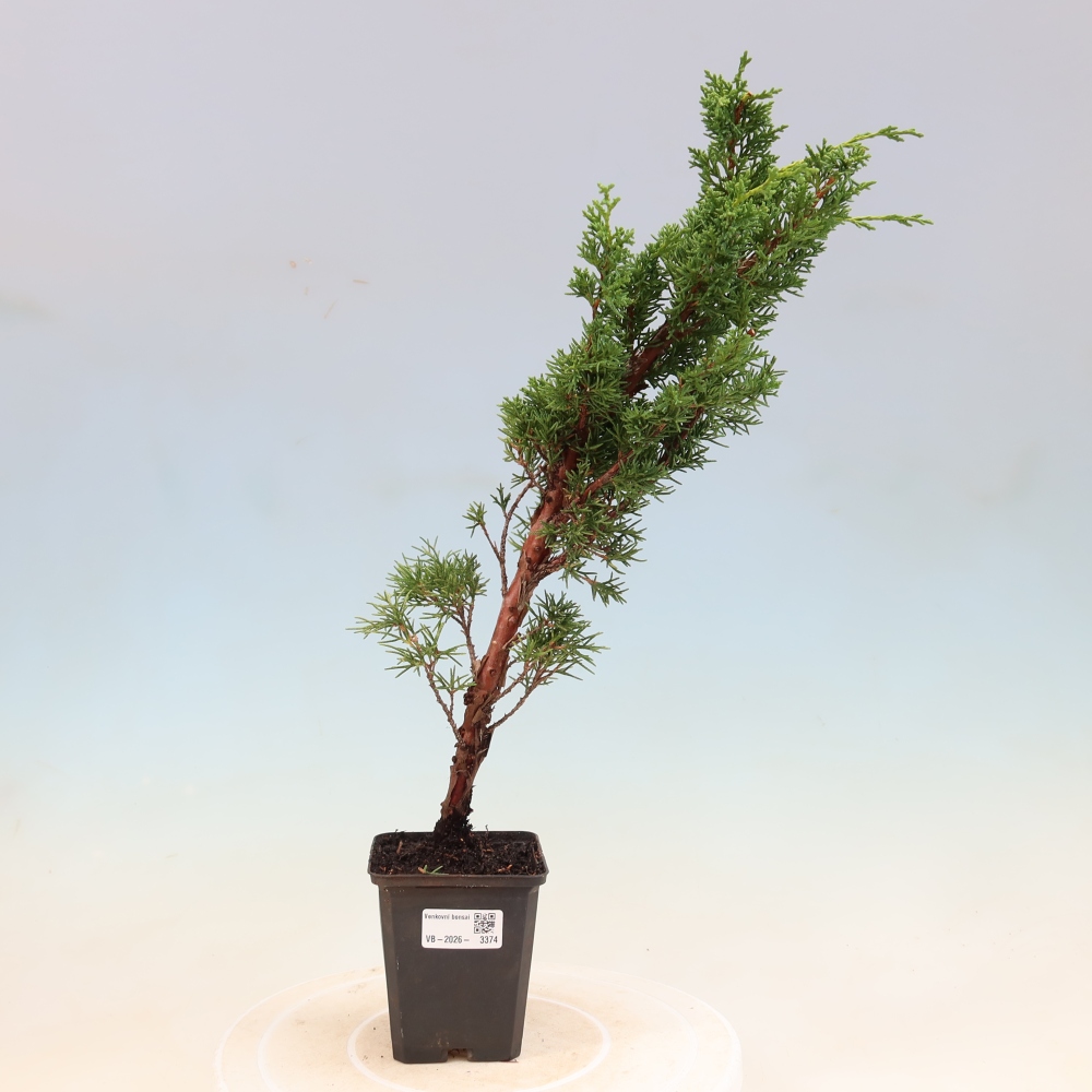 Bonsai da esterno - Juniperus chinensis Kishu
