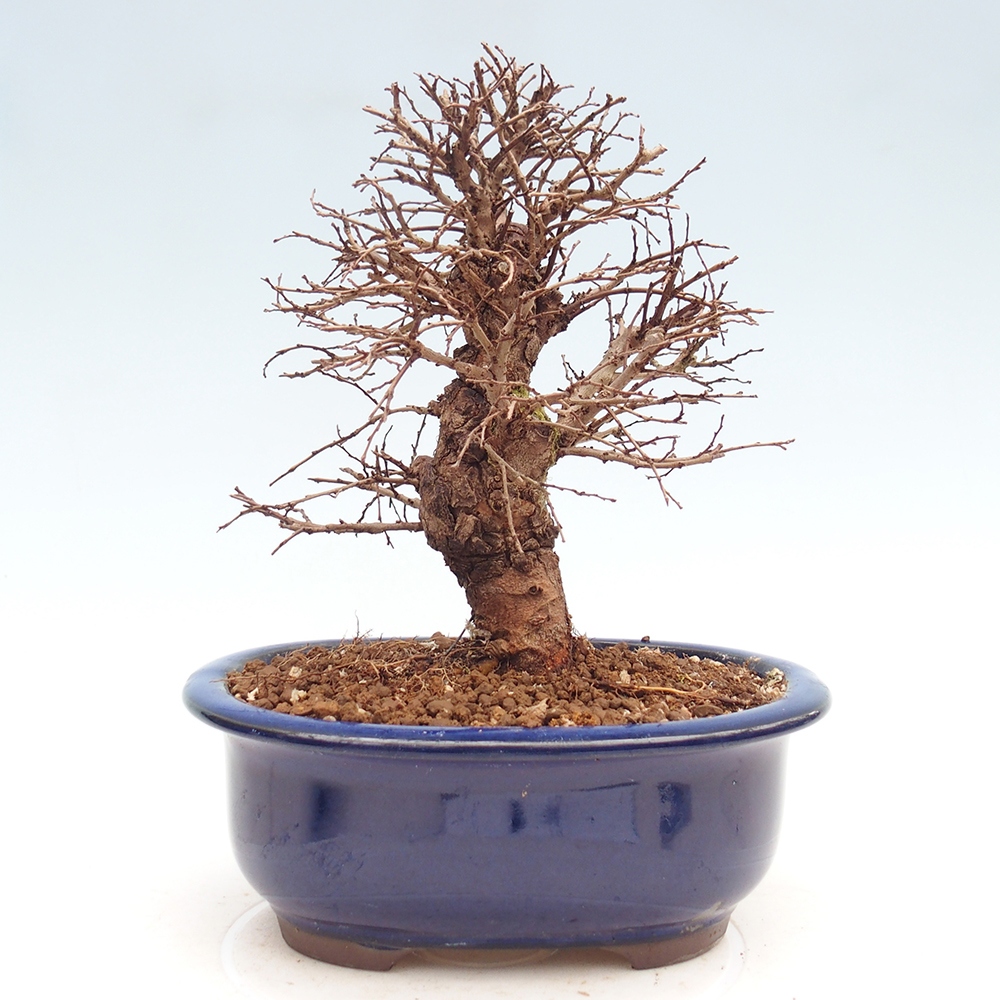 Bonsai da esterno - Zelkova - Zelkova NIRE