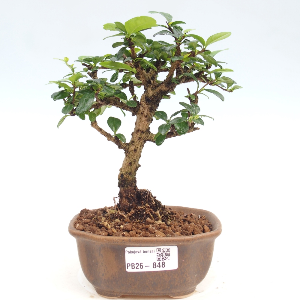 Camera bonsai - Carmona macrophylla - Tea fuki