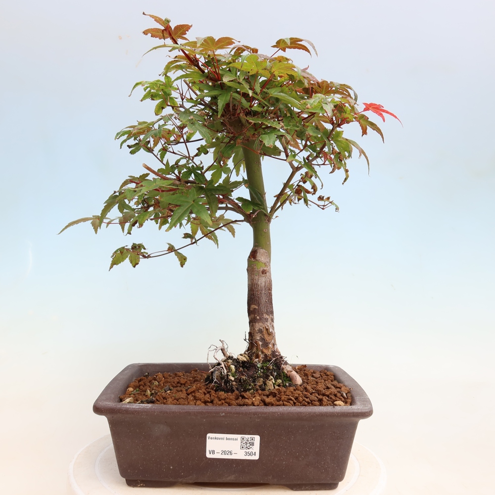 Bonsai da esterno - Acer palmatum DESHOJO