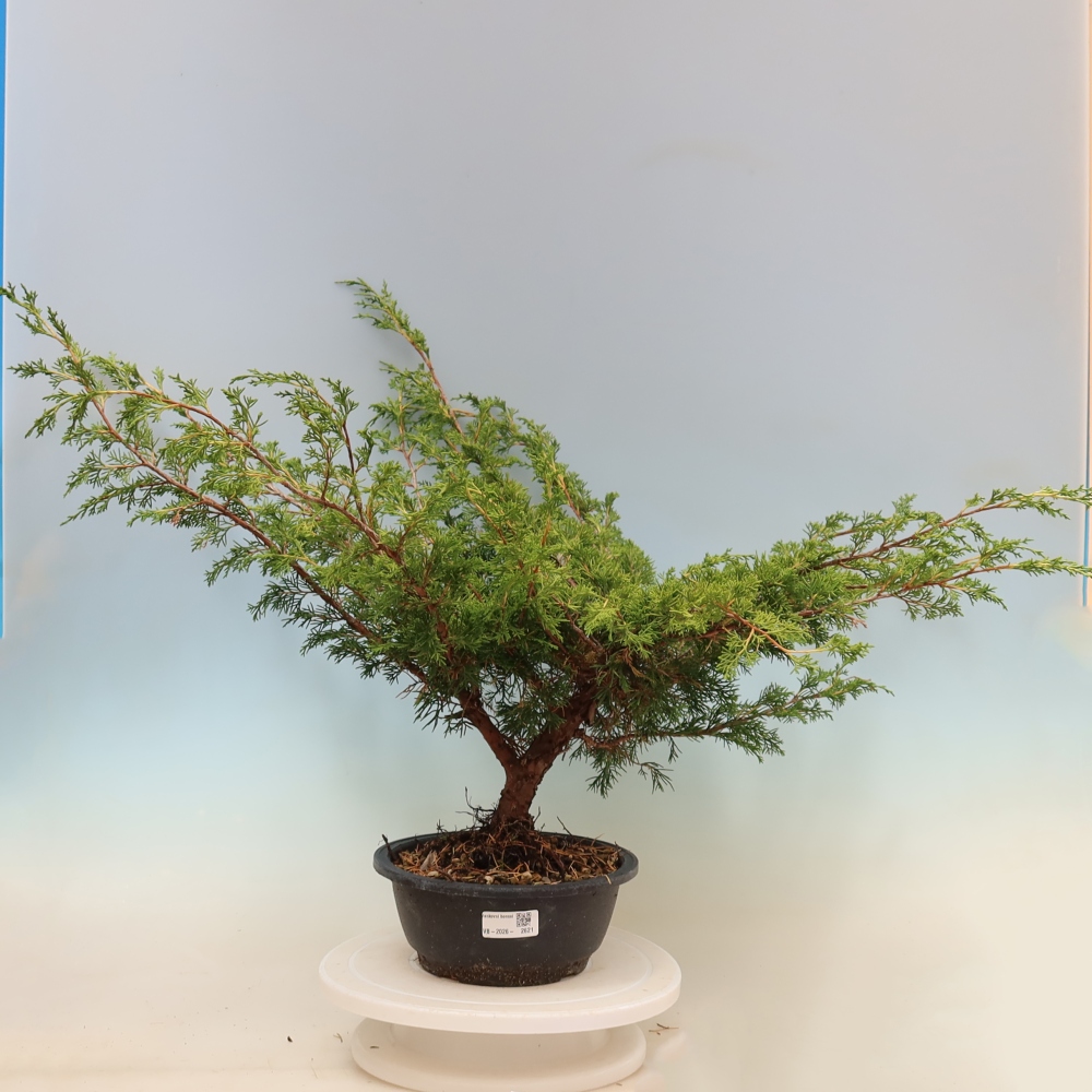 Bonsai da esterno - Juniperus chinensis Itoigawa