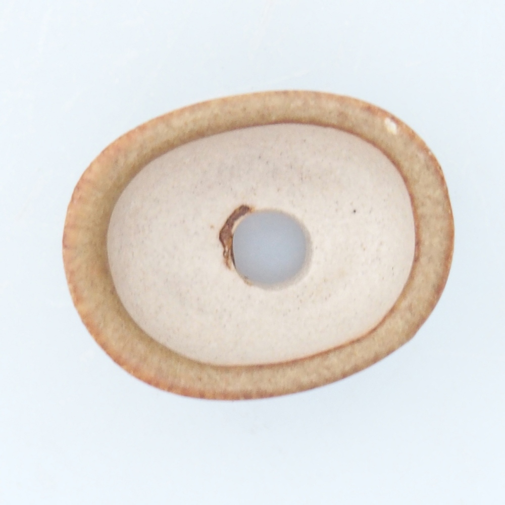 Mini bonsai 2,5 x 2 x 1,5 cm, marrone