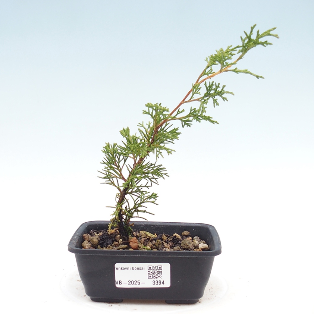 Bonsai da esterno - Juniperus chinensis Itoigawa