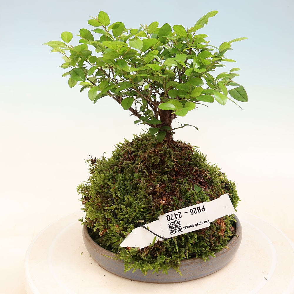 Kokedama con sottovaso - Sagerécie thea - Sagerécie thea