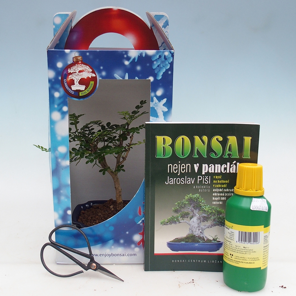 Bonsai da camera in confezione regalo Zantoxylum piperitum - Albero del pepe