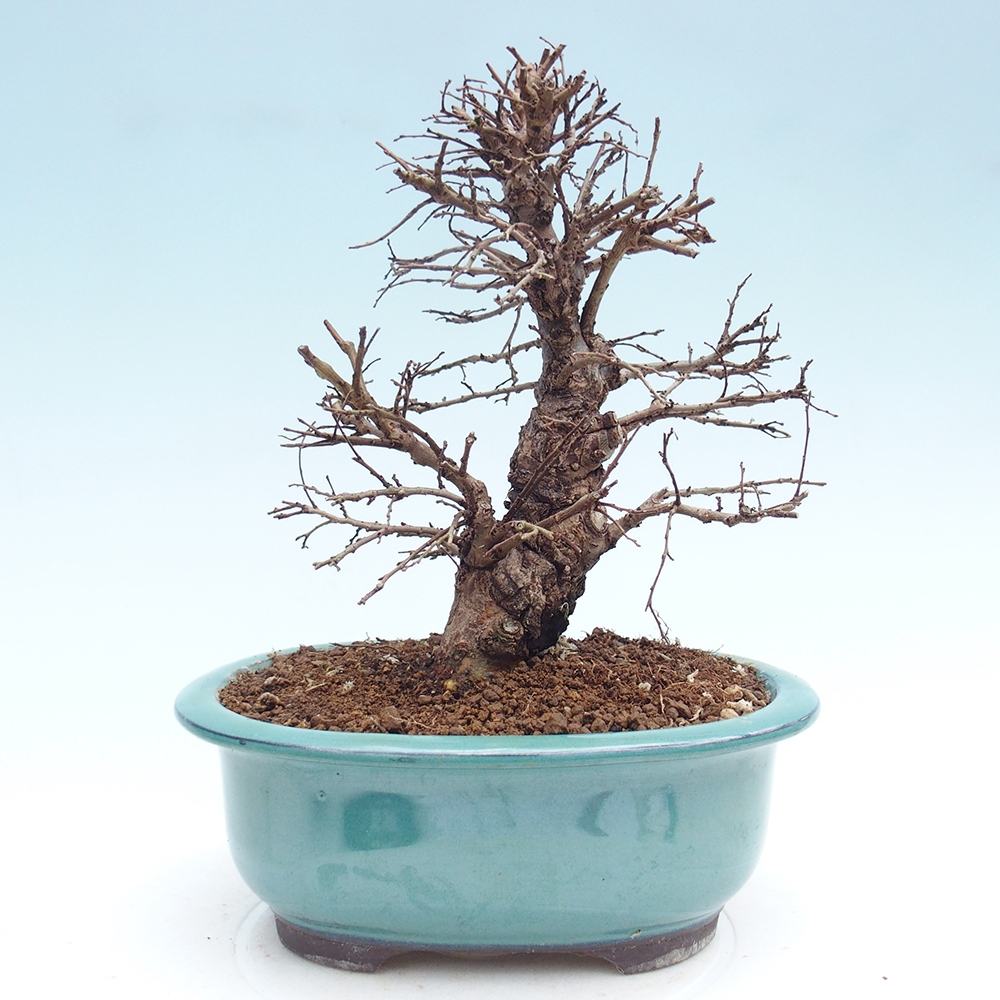 Bonsai da esterno - Zelkova - Zelkova NIRE