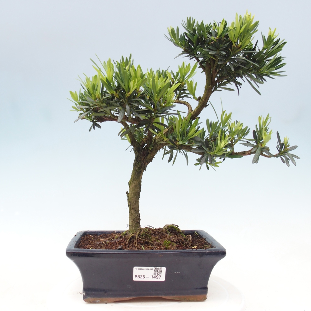 Camera bonsai - Podocarpus - Tasso delle pietre