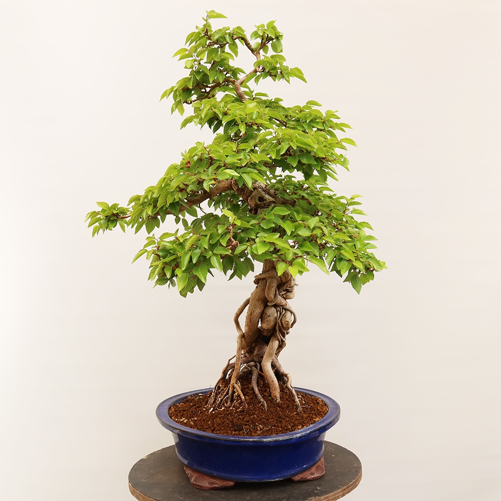 Bonsai da esterno -Carpinus Coreana - Carpino coreano